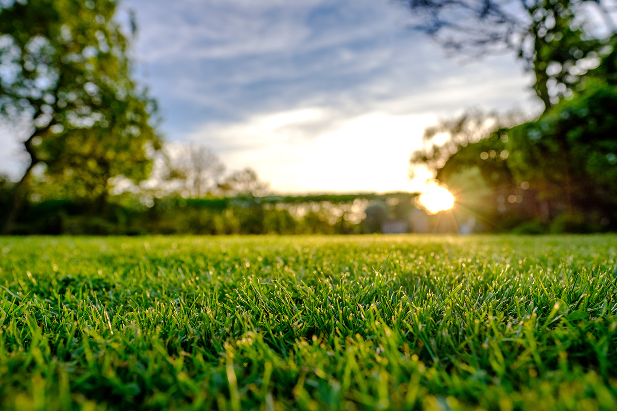 Nahaufnahme von grünem Gras in einem Garten oder Park von Maimann Gartengestaltung, mit Sonnenlicht, das durch die Bäume im Hintergrund scheint, und einem klaren, teilweise bewölkten Himmel darüber. Die Szene wirkt hell und friedlich.