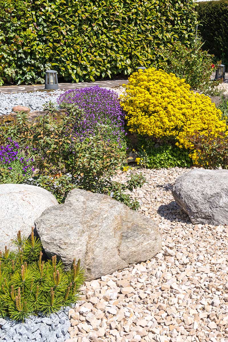 Ein Steingarten von Maimann Gartengestaltung mit großen Steinen, blühenden gelben und violetten Blumen, kleinen grünen Sträuchern und dichten grünen Hecken bildet eine üppige Kulisse im hellen Sonnenlicht.